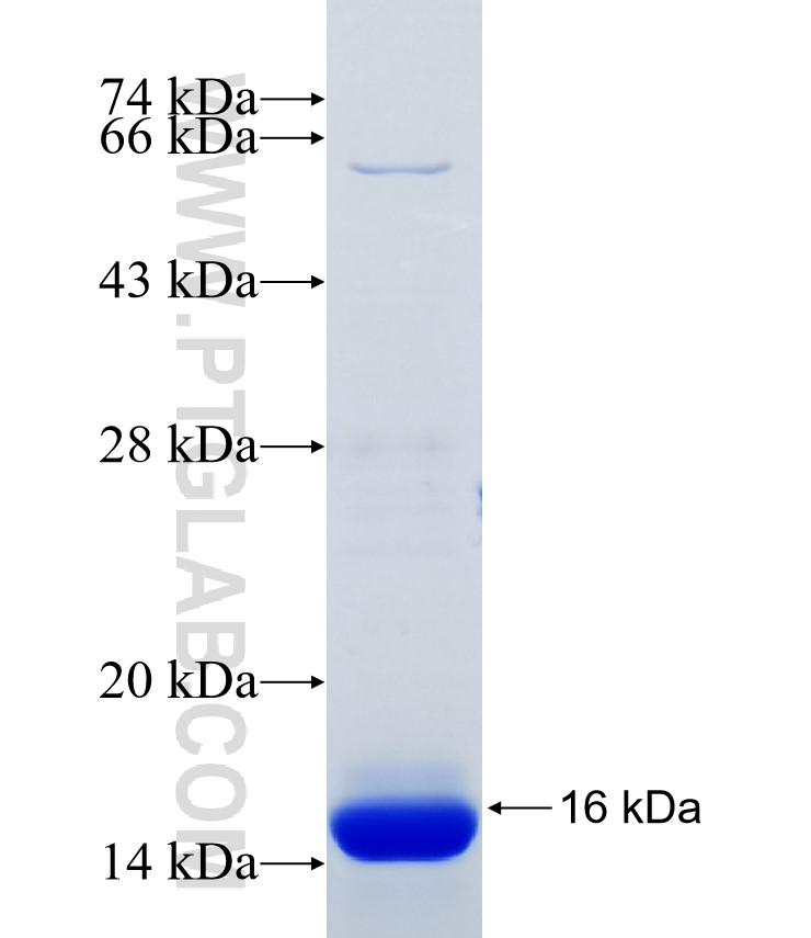 HIF3A fusion protein Ag34542 SDS-PAGE HIF3A fusion protein Ag34542 SDS-PAGE