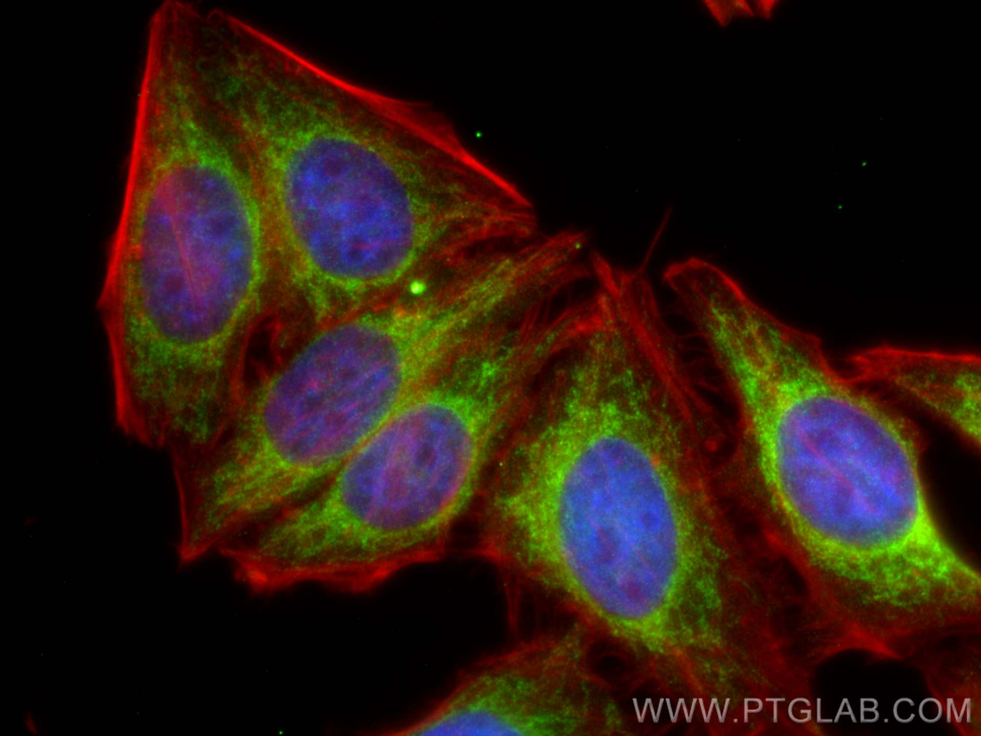 IF Staining of HepG2 using 21749-1-AP