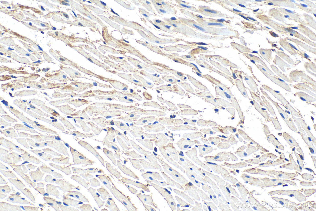 IHC staining of rat heart using 25367-1-AP