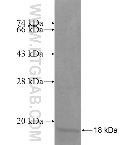 HIGD2A fusion protein Ag15134 SDS-PAGE HIGD2A fusion protein Ag15134 SDS-PAGE