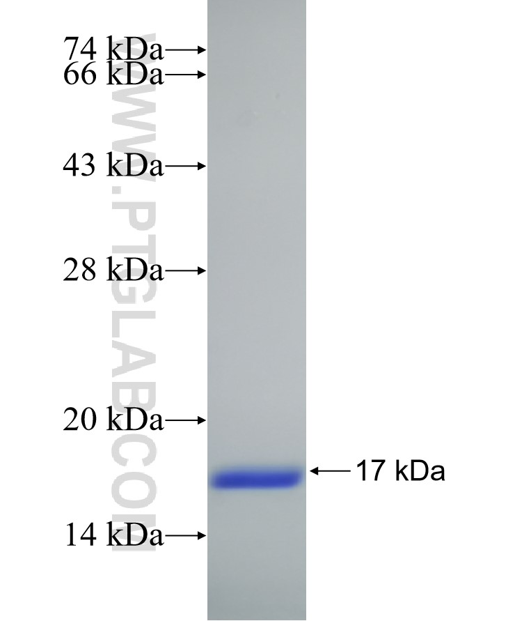 HINT1 fusion protein Ag16662 SDS-PAGE