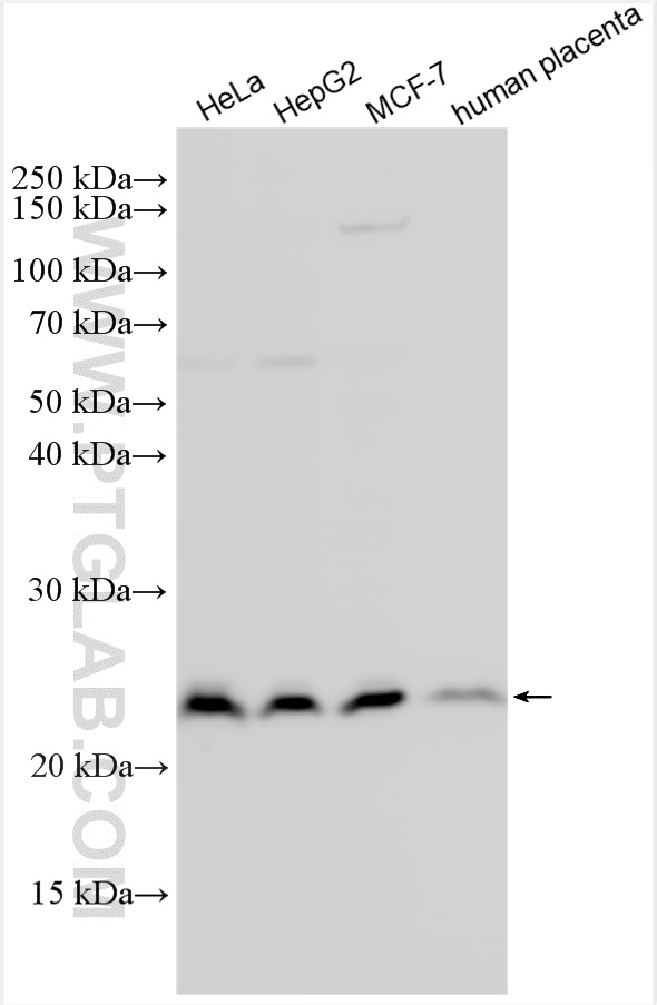 WB analysis using 11366-1-AP