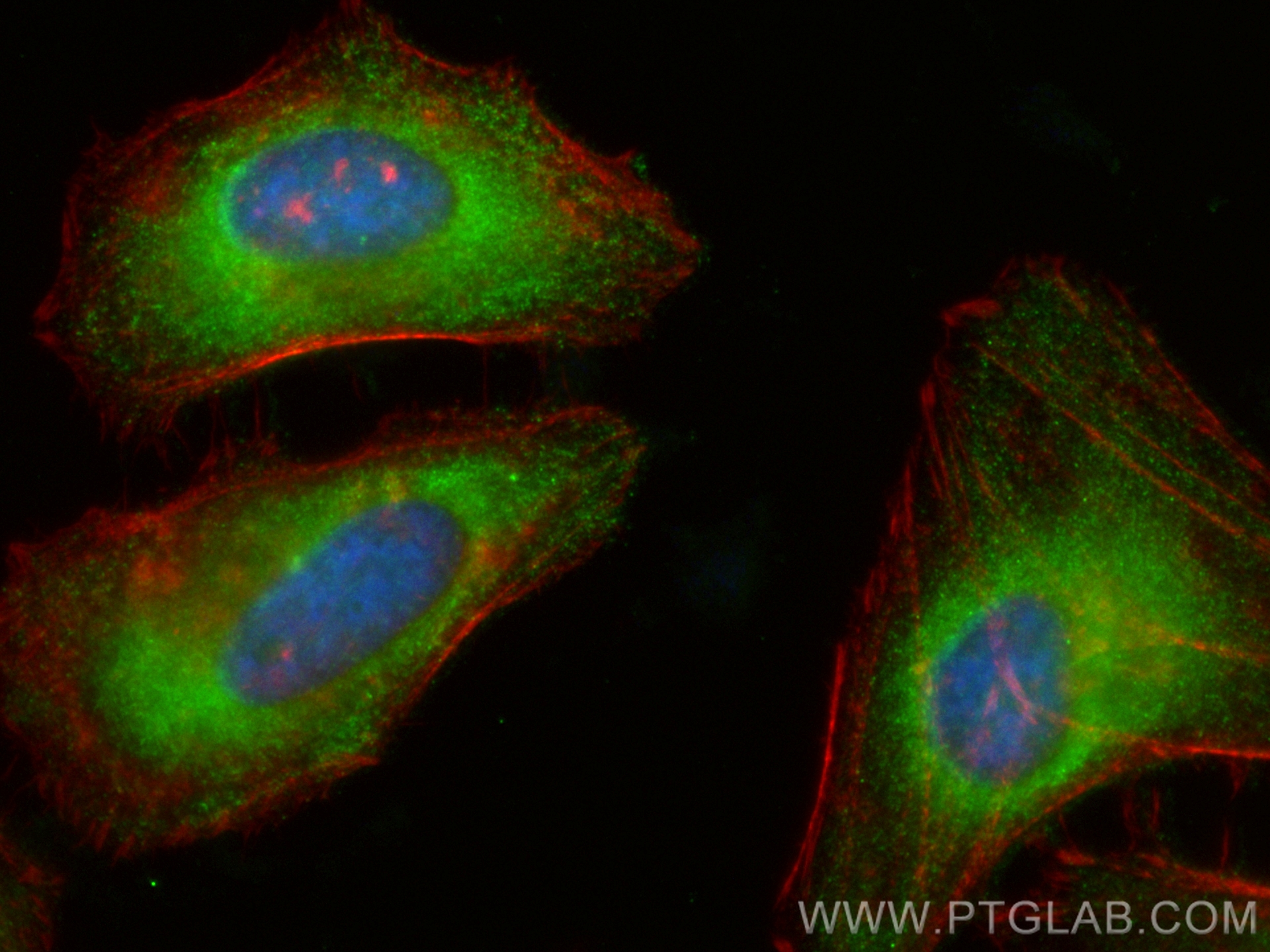 IF Staining of HeLa using CL488-22231