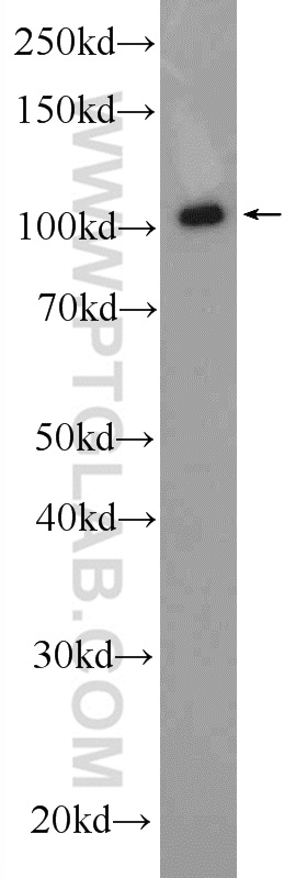 WB analysis of HEK-293 using 19688-1-AP