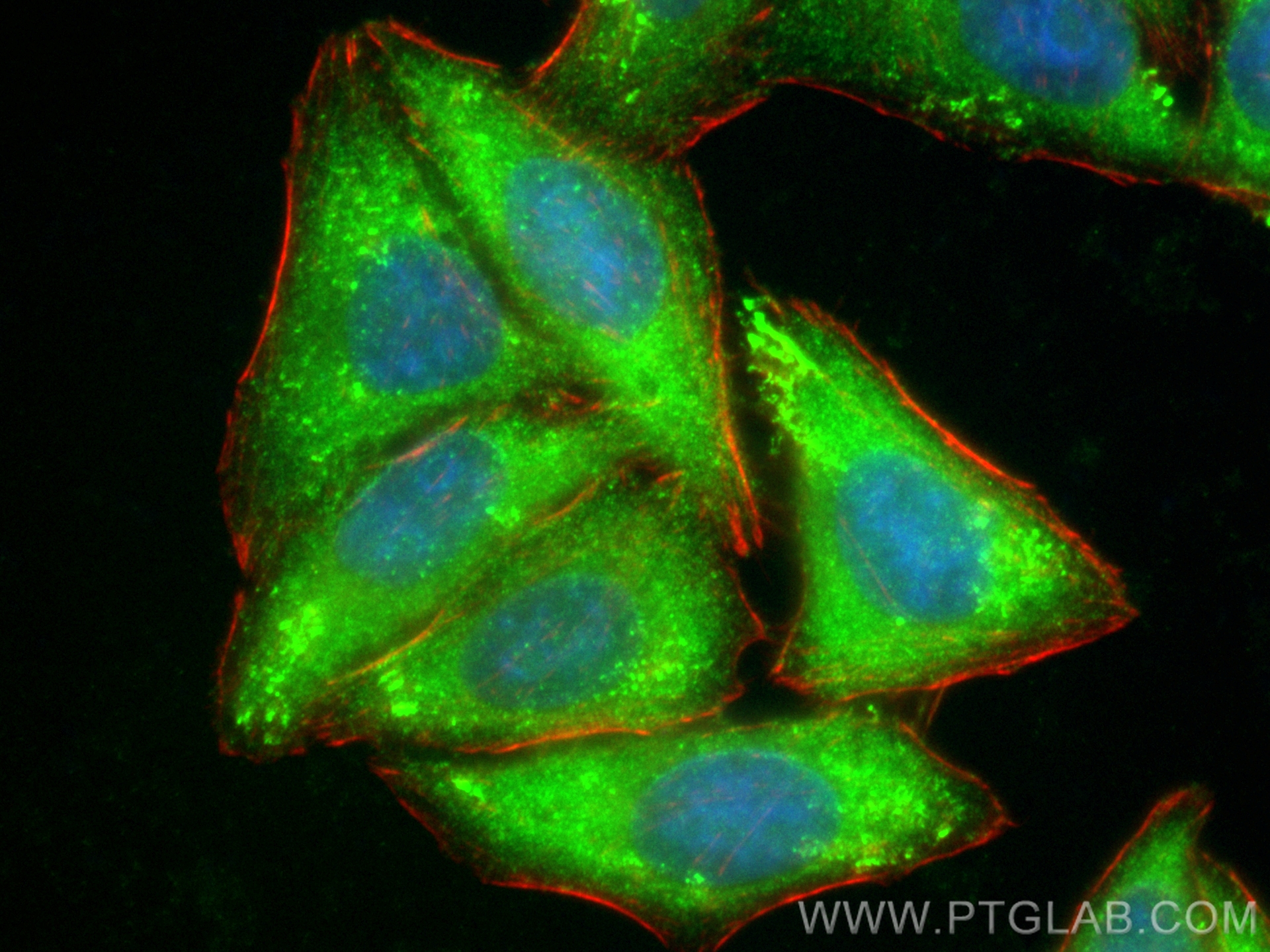 IF Staining of HepG2 using CL488-13015