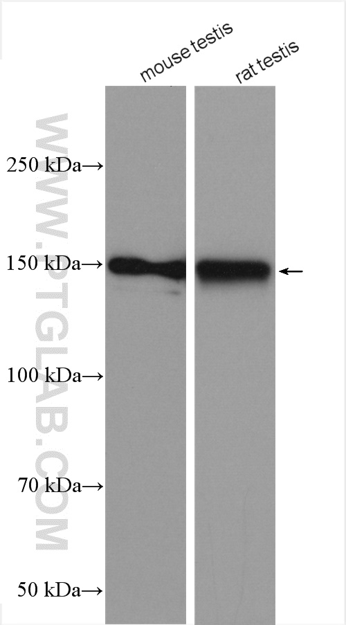 WB analysis using 25107-1-AP