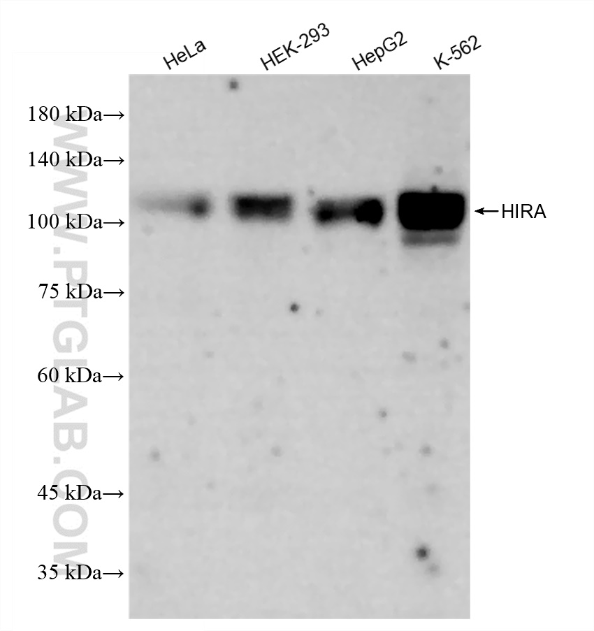 WB analysis using 83194-4-RR (same clone as 83194-4-PBS)