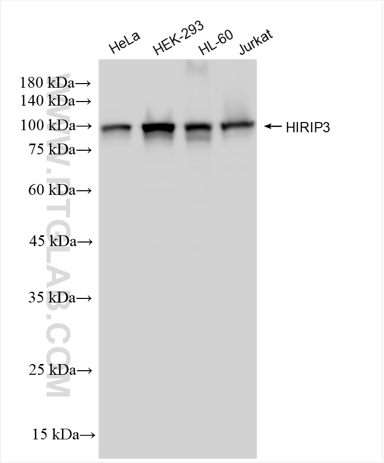 Various lysates were subjected to SDS PAGE followed by western blot with <a class='green' href='/productredirect?CatalogNo=85041-3-RR' target='_blank'>85041-3-RR</a> (HIRIP3 antibody) at dilution of 1:1000 incubated at room temperature for 1.5 hours. This data was developed using the same antibody clone with 85041-3-PBS in a different storage buffer formulation. WB analysis using 85041-3-RR (same clone as 85041-3-PBS)