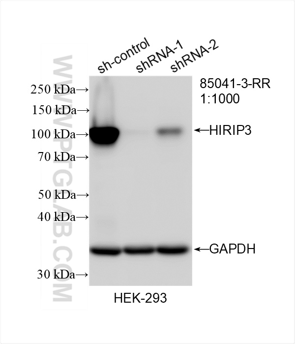 WB result of HIRIP3 antibody (<a class='green' href='/productredirect?CatalogNo=85041-3-RR' target='_blank'>85041-3-RR</a>; 1:1000; incubated at room temperature for 1.5 hours) with sh-Control and sh-HIRIP3 transfected HEK-293 cells. This data was developed using the same antibody clone with 85041-3-PBS in a different storage buffer formulation. WB analysis of HEK-293 using 85041-3-RR (same clone as 85041-3-PBS)