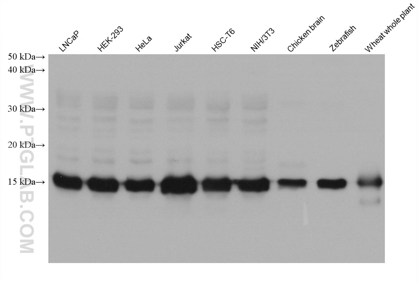 WB analysis using 68503-1-Ig (same clone as 68503-1-PBS)
