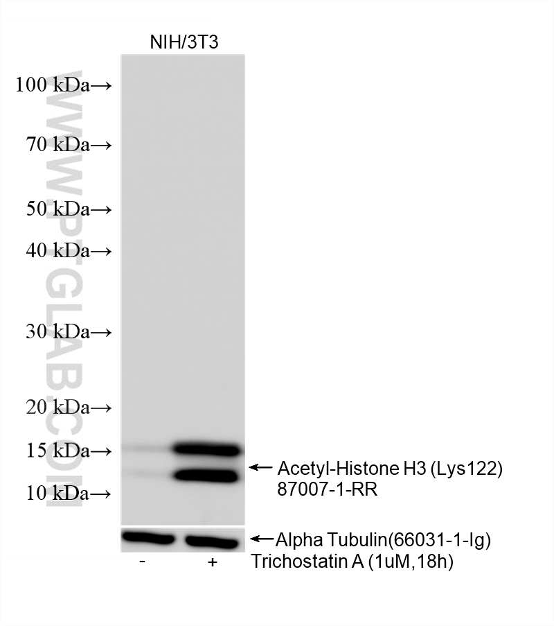 WB analysis of NIH/3T3 using 87007-1-RR