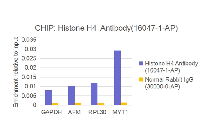 ChIP experiment of HEK-293 using 16047-1-AP