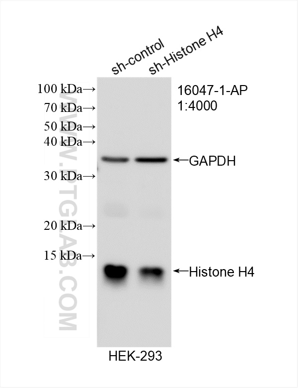 WB analysis of HEK-293 using 16047-1-AP