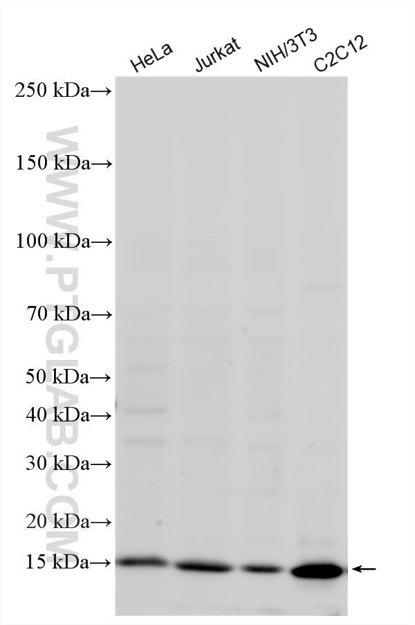 WB analysis using 15857-1-AP WB analysis using 15857-1-AP