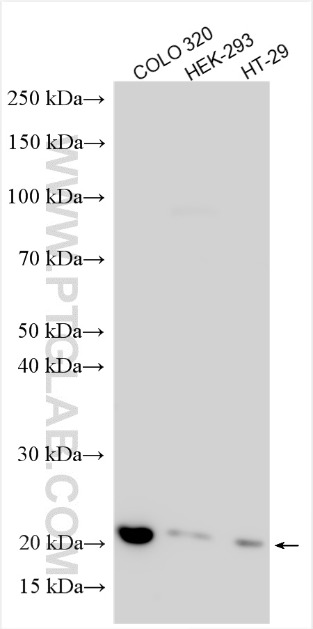 WB analysis using 27740-1-AP