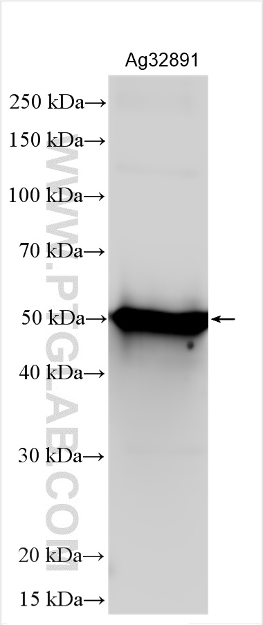 WB analysis of Recombinant protein using 30168-1-AP