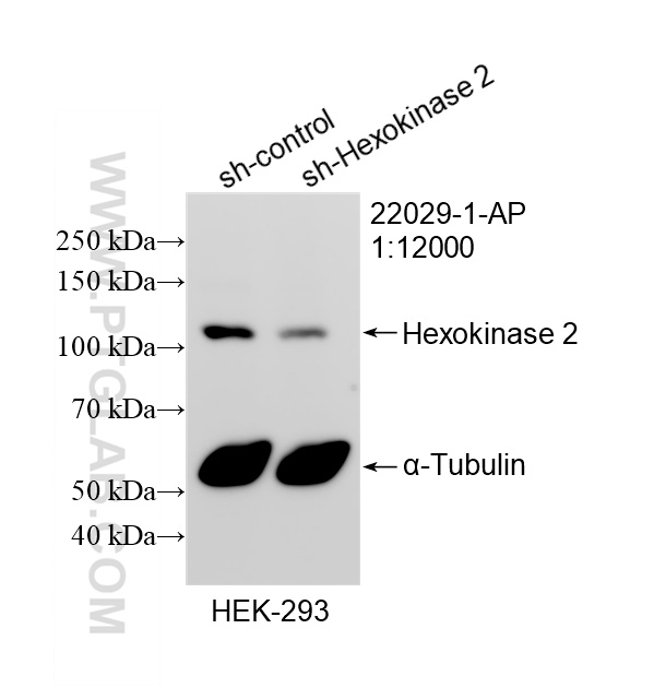 WB analysis of HEK-293 using 22029-1-AP