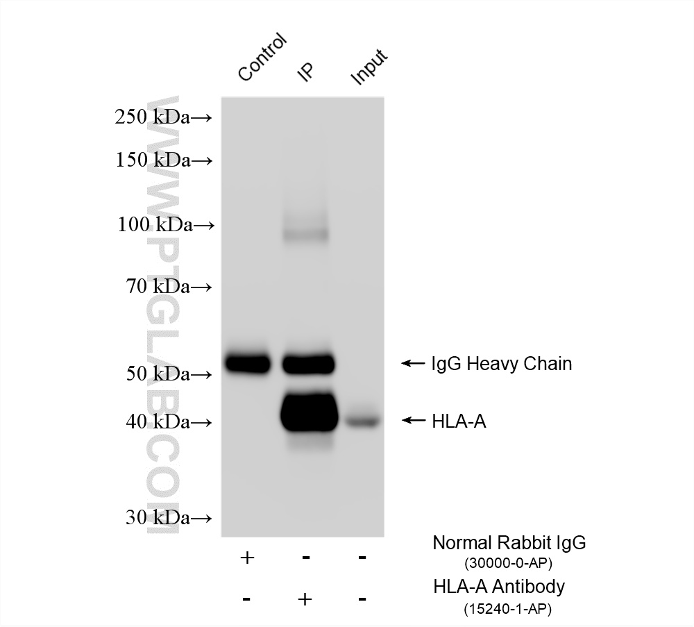 IP result of anti-HLA class I ABC (IP:15240-1-AP, 4ug; Detection:15240-1-AP 1:20000) with HepG2 cells lysate 2000 ug. IP experiment of HepG2 using 15240-1-AP