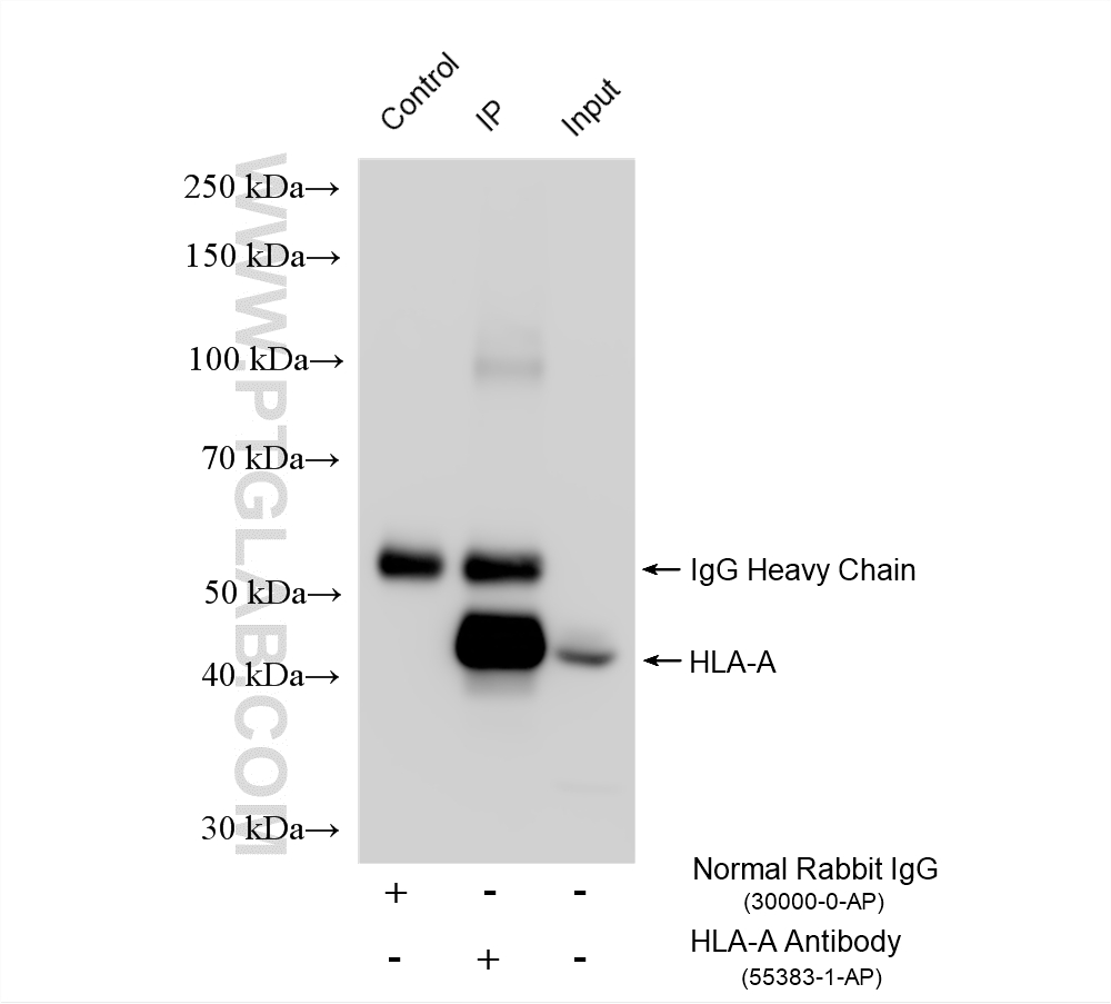 IP result of anti-HLA-A (IP:55383-1-AP, 4ug; Detection:55383-1-AP 1:3000) with HepG2 cells lysate 2000 ug. IP experiment of HepG2 using 55383-1-AP