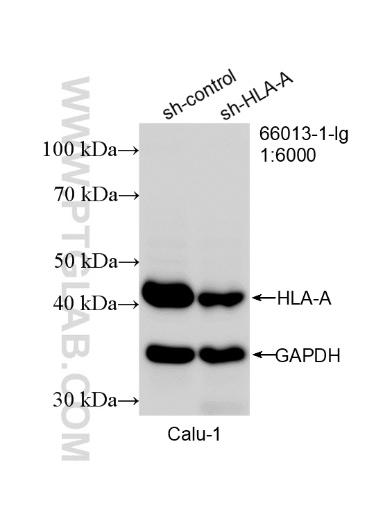 WB analysis of Calu-1 using 66013-1-Ig WB analysis of Calu-1 using 66013-1-Ig