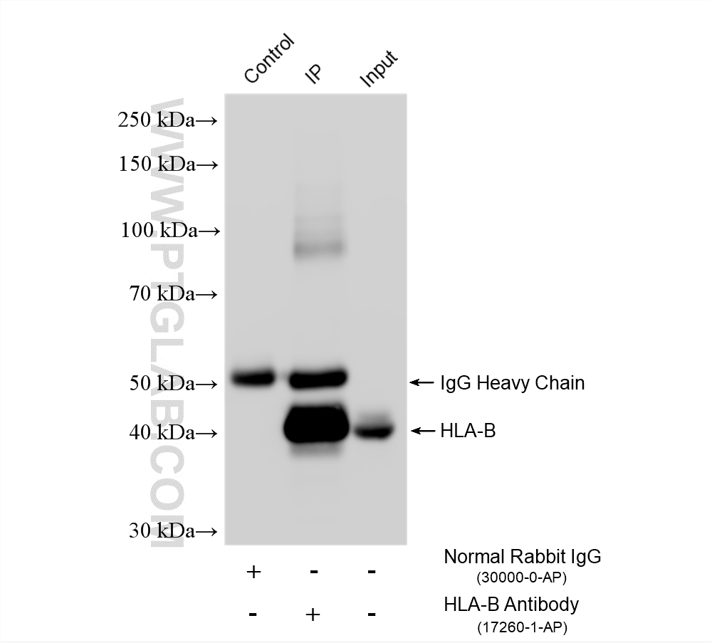 IP experiment of HepG2 using 17260-1-AP