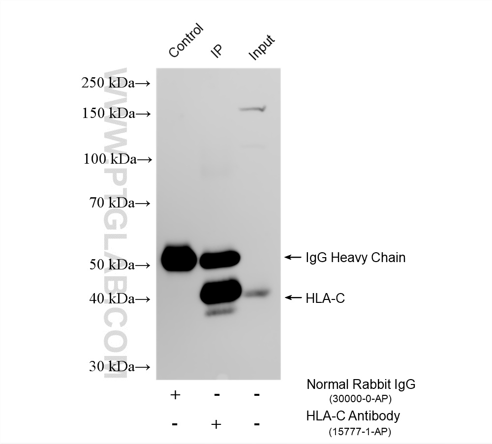 IP experiment of HepG2 using 15777-1-AP