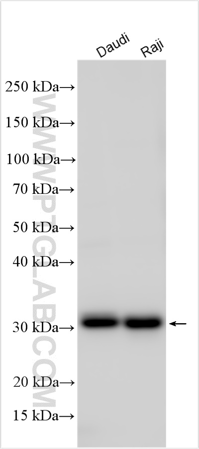 WB analysis using 21704-1-AP