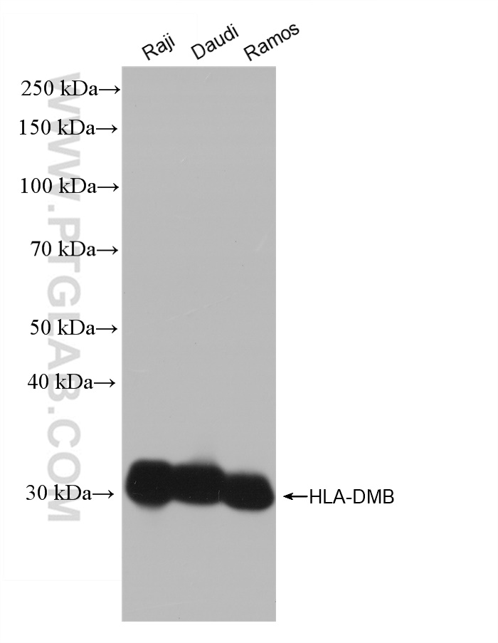 WB analysis using 82922-1-RR (same clone as 82922-1-PBS)