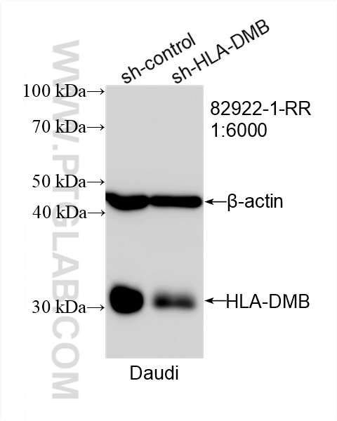 WB analysis of Daudi using 82922-1-RR (same clone as 82922-1-PBS)