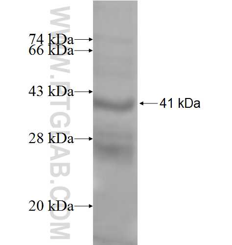 HLA-DPB2 fusion protein Ag9528 SDS-PAGE