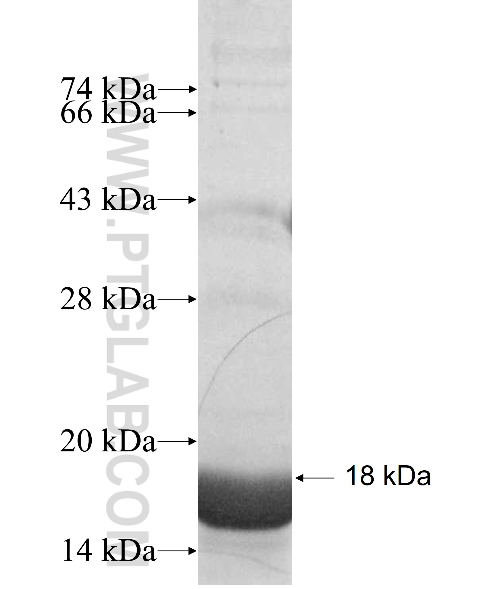 HLA-DPB2 fusion protein Ag9952 SDS-PAGE