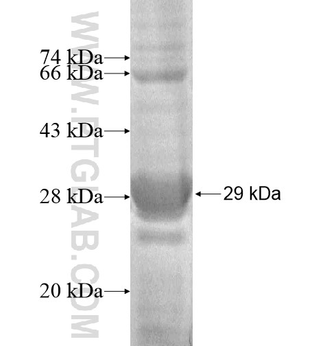 HLA-DQA1 fusion protein Ag10239 SDS-PAGE HLA-DQA1 fusion protein Ag10239 SDS-PAGE