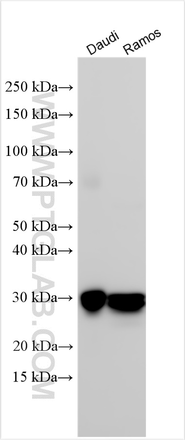 WB analysis using 32281-1-AP