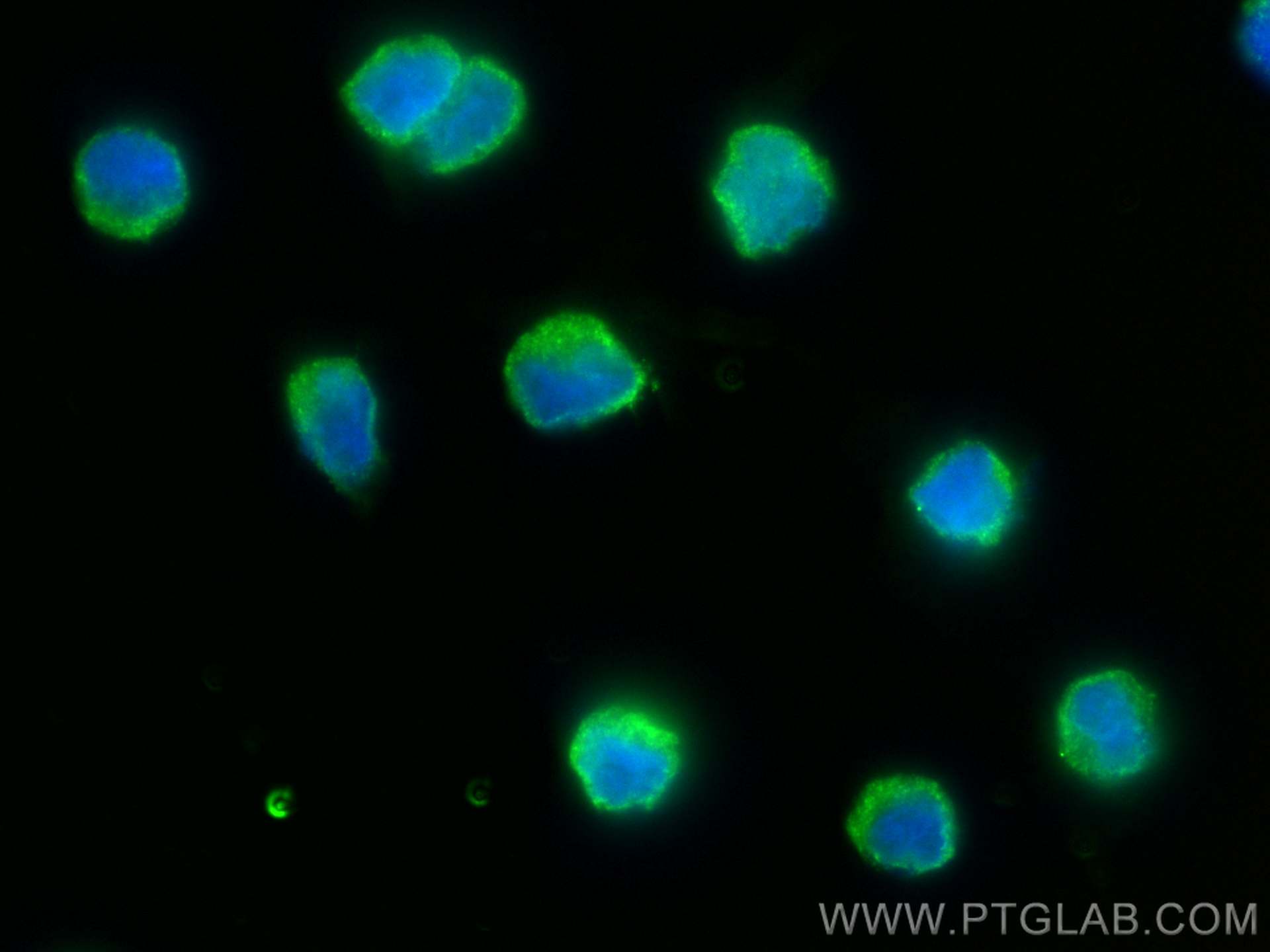 IF Staining of Raji using 68543-1-Ig