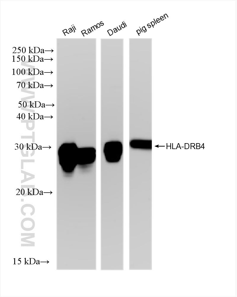 WB analysis using 83103-1-RR (same clone as 83103-1-PBS)