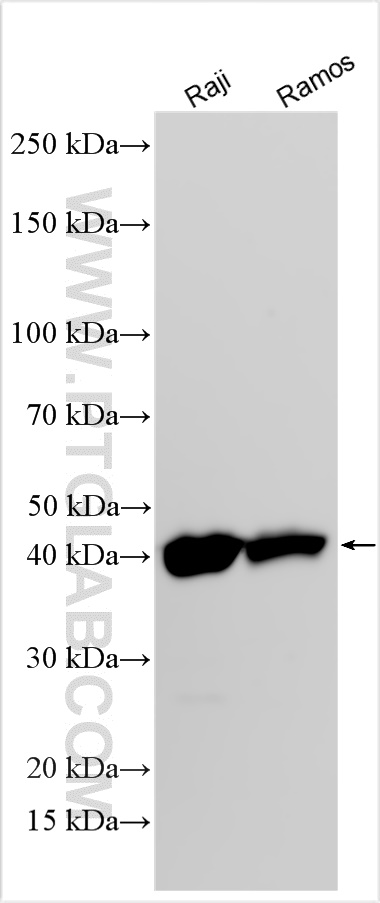 WB analysis using 27411-1-AP