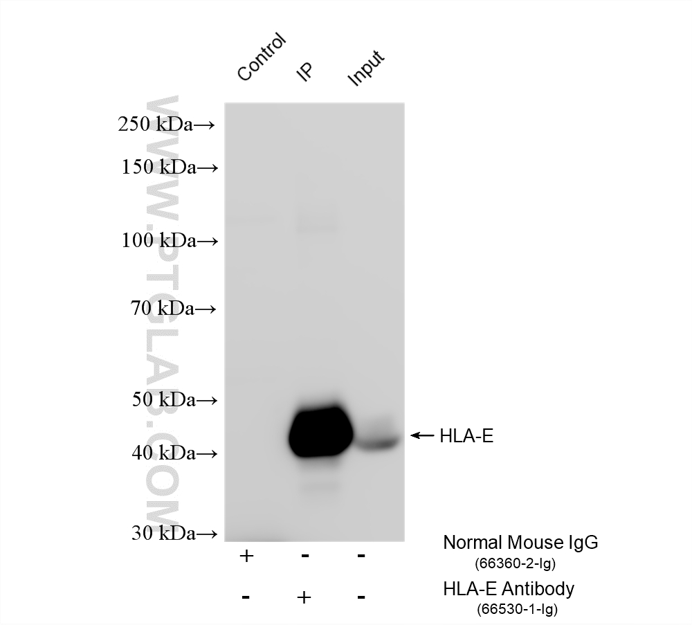 IP result of anti-HLA-E (IP:<a class='green' href='/productredirect?CatalogNo=66530-1-Ig' target='_blank'>66530-1-Ig</a>, 4ug; Detection:<a class='green' href='/productredirect?CatalogNo=66530-1-Ig' target='_blank'>66530-1-Ig</a> 1:3000) with THP-1 cells lysate 1720 ug. This data was developed using the same antibody clone with 66530-1-PBS in a different storage buffer formulation. IP experiment of THP-1 using 66530-1-Ig (same clone as 66530-1-PBS)
