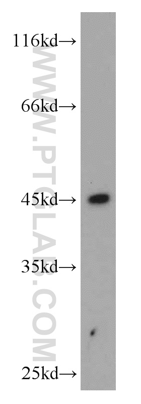 HLA-F Polyclonal antibody