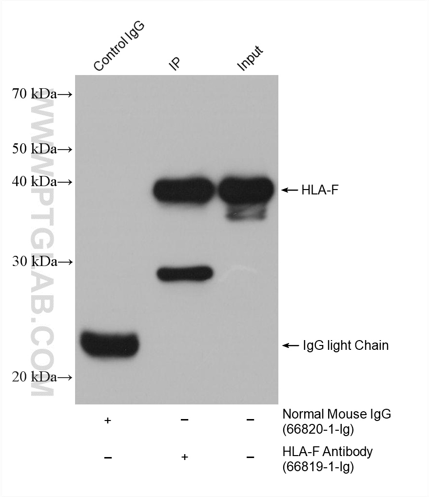 IP result of anti-HLA-F (IP:66819-1-Ig, 4ug; Detection: 66819-1-Ig 1:2000) with Raji cells. Lysate: 1mg. 25% of IP elution was used for Western blot detection. IP experiment of Raji using 66819-1-Ig