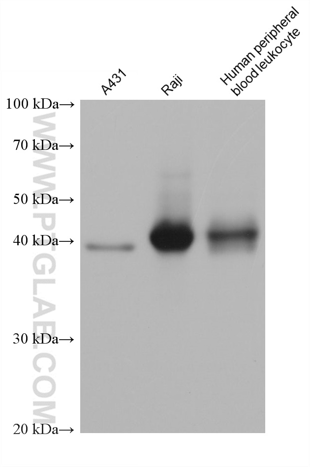 WB analysis using 66819-1-Ig