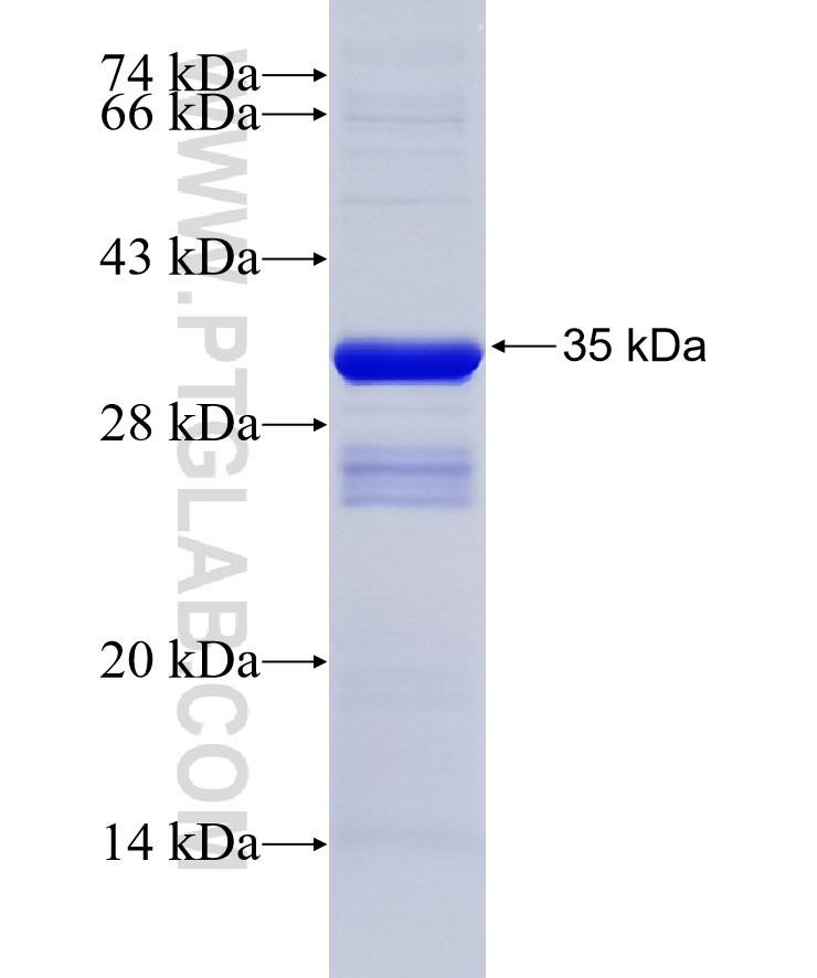 HLA-F fusion protein Ag6475 SDS-PAGE
