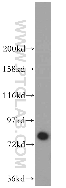 WB analysis of HEK-293 using 14046-1-AP