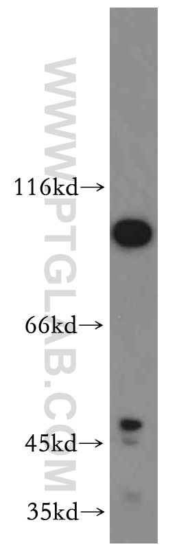 WB analysis of HEK-293 using 20416-1-AP