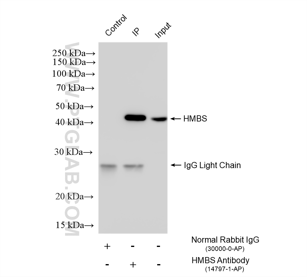 IP result of anti-HMBS (IP:14797-1-AP, 4ug; Detection:14797-1-AP 1:2000) with HEK-293 cells lysate 1200 ug. IP experiment of HEK-293 using 14797-1-AP