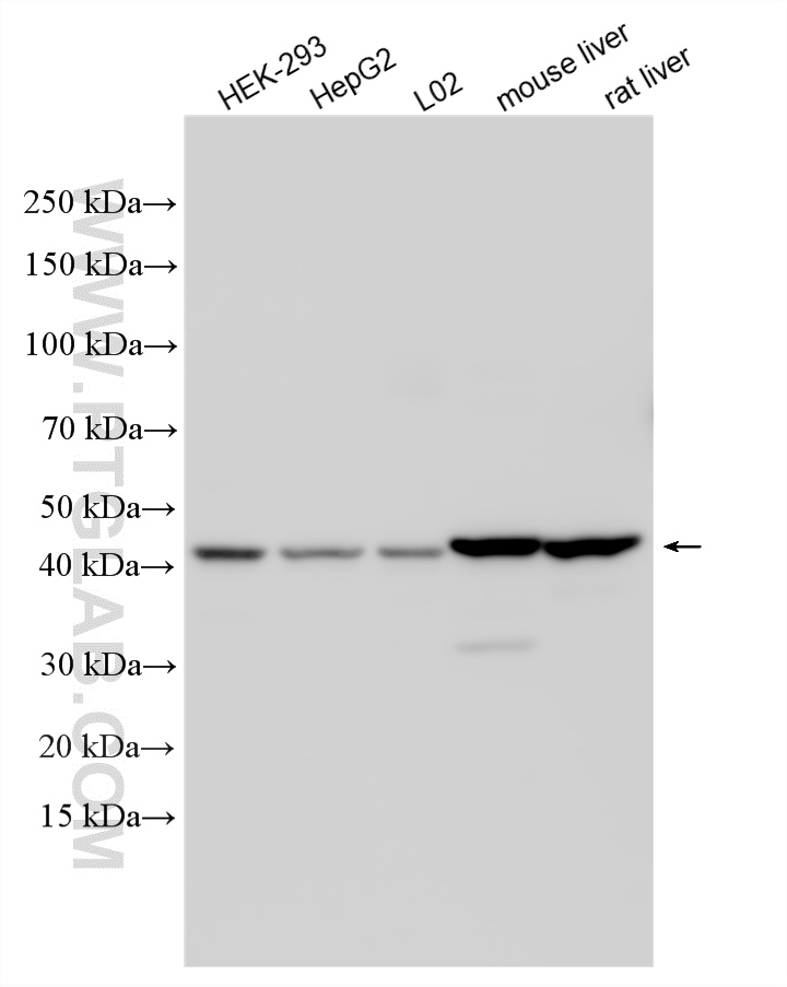 Various lysates were subjected to SDS PAGE followed by western blot with 14797-1-AP (HMBS antibody) at dilution of 1:6000 incubated at room temperature for 1.5 hours. WB analysis using 14797-1-AP
