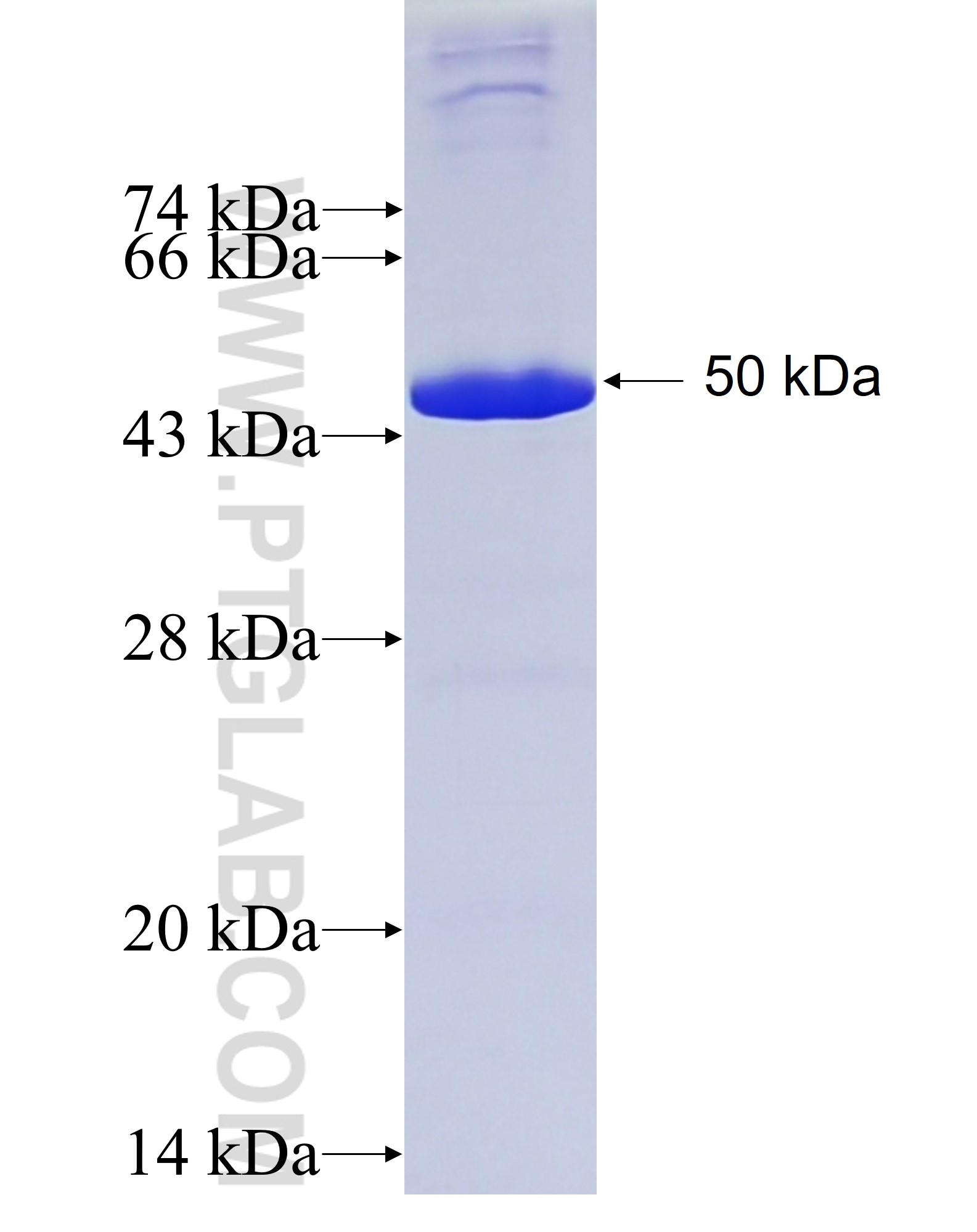 HMBS fusion protein Ag6594 SDS-PAGE