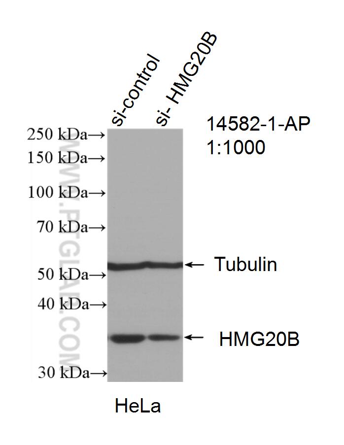 WB analysis of HeLa using 14582-1-AP