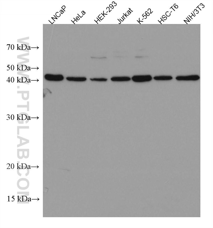 WB analysis using 67354-1-Ig