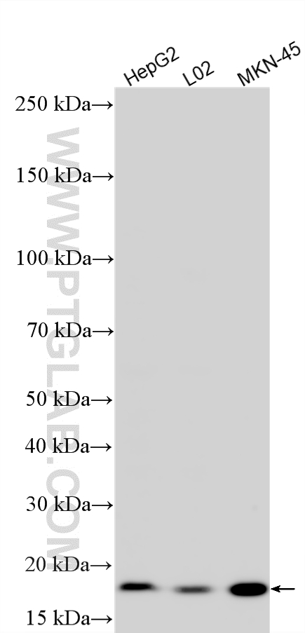 WB analysis using 29895-1-AP