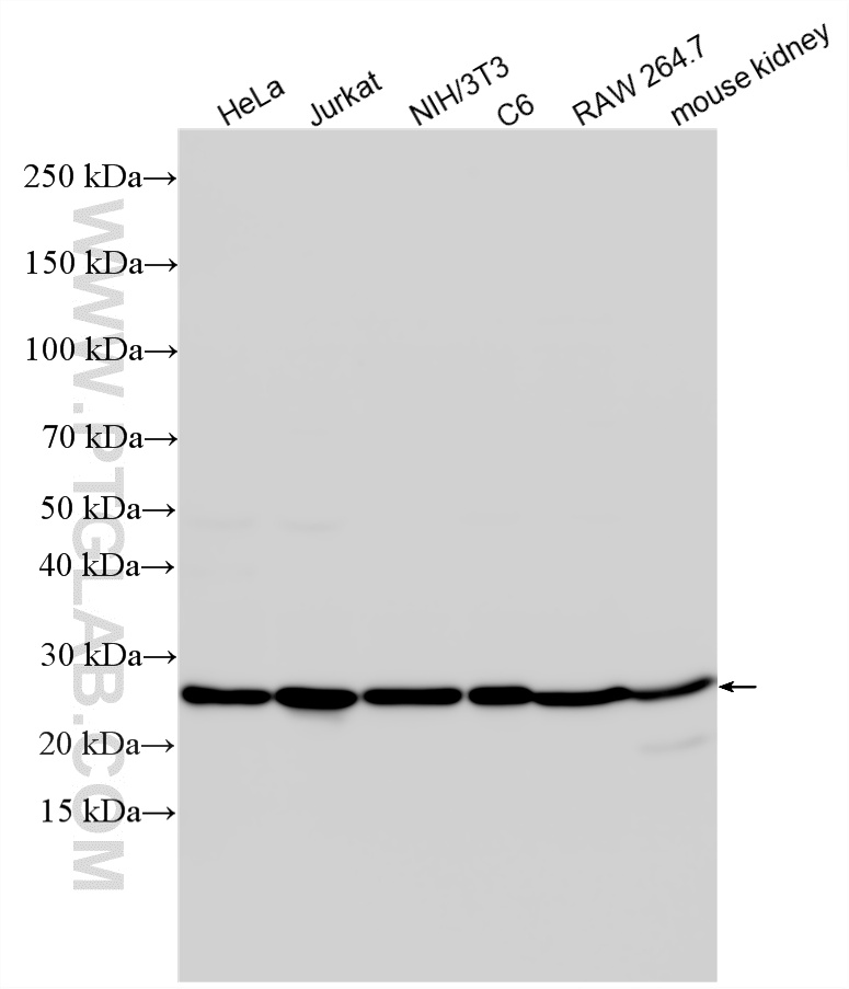 WB analysis using 10829-1-AP